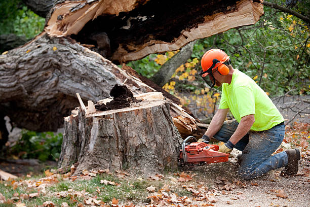 Best Commercial Tree Services  in Belen, NM